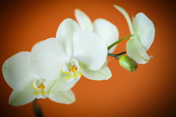 Ветвь красивая белая орхидея — стоковое фото