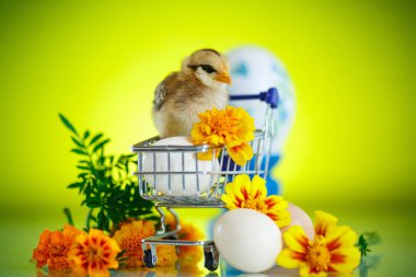 Papatya ile küçük piliç