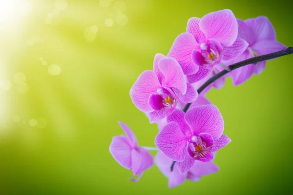 Ramo bela orquídea branca — Fotografia de Stock