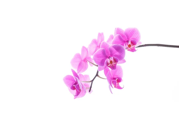 Branch beautiful white orchid — Stock Photo, Image