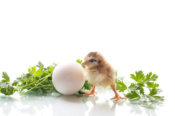 Μικρή ζωντανή κοτόπουλου με αυγό και χόρτα — Φωτογραφία Αρχείου