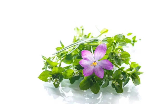 Bunch of flowers with crocuses — Stock Photo, Image