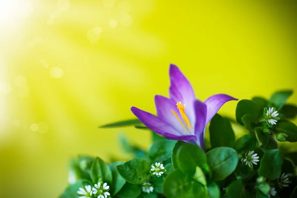Blumenstrauß mit Krokussen — Stockfoto