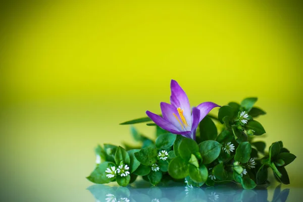 クロッカスの花の束 — ストック写真