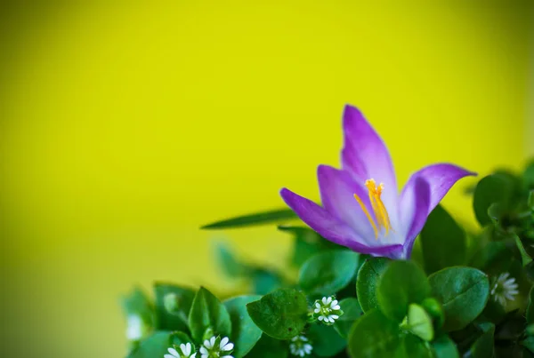 クロッカスの花の束 — ストック写真