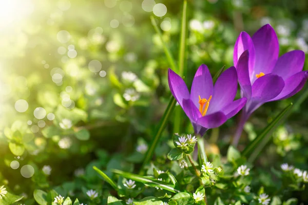 Bunch of flowers with crocuses — Stock Photo, Image