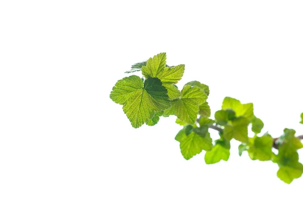Branch of black currant with young leaves — Stock Photo, Image