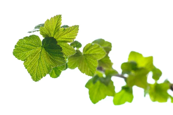 Branch of black currant with young leaves — Stock Photo, Image