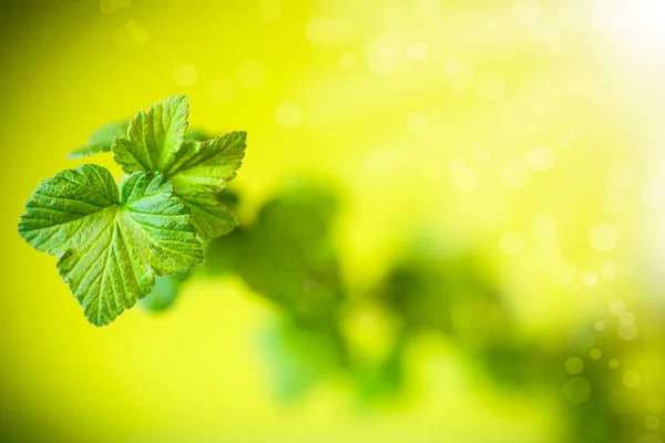 Branch of black currant with young leaves — Stock Photo, Image