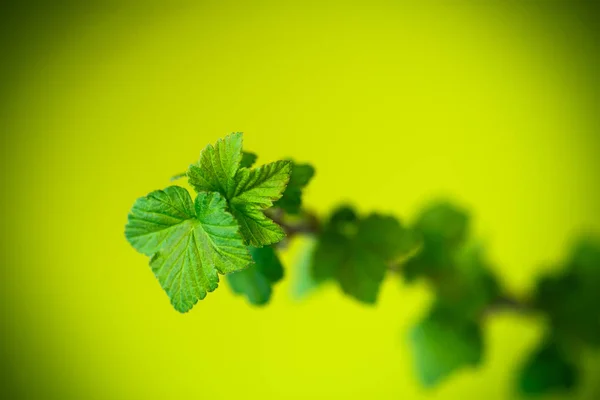 Branch of black currant with young leaves — Stock Photo, Image