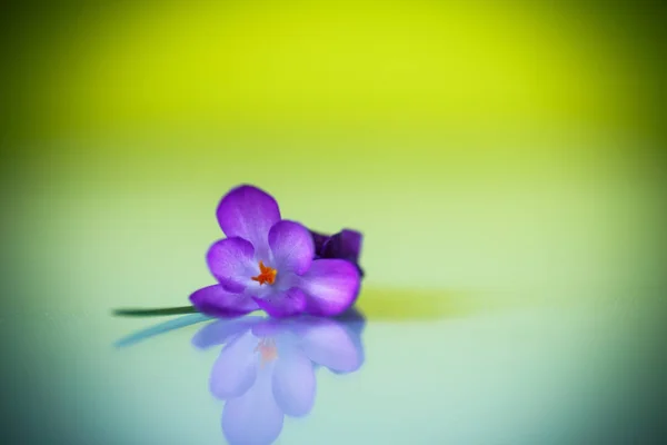 Schöne lila Krokusblüte — Stockfoto