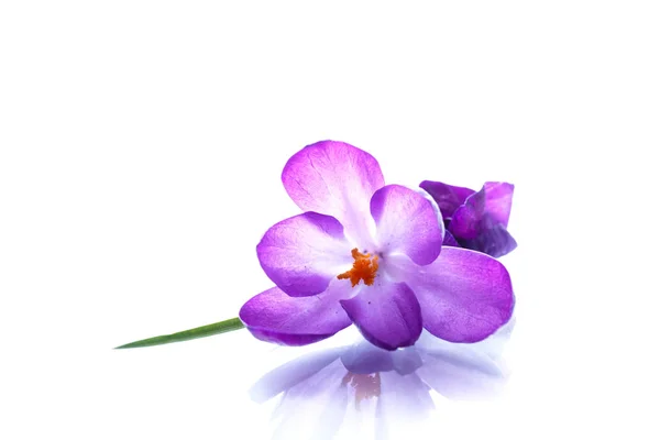 Vacker lila krokus blomma — Stockfoto