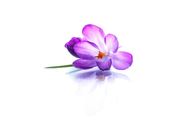Bellissimo fiore di croco viola — Foto Stock