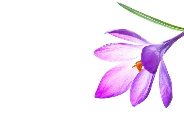 Gyönyörű lila crocus virág — Stock Fotó