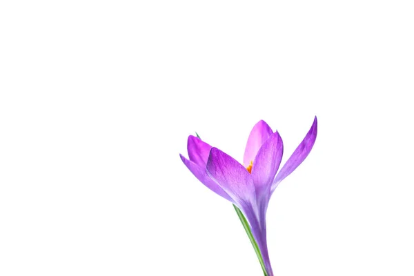 Belle fleur de crocus violet — Photo