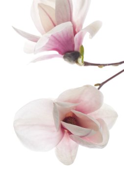 Güzel pembe Manolya çiçek