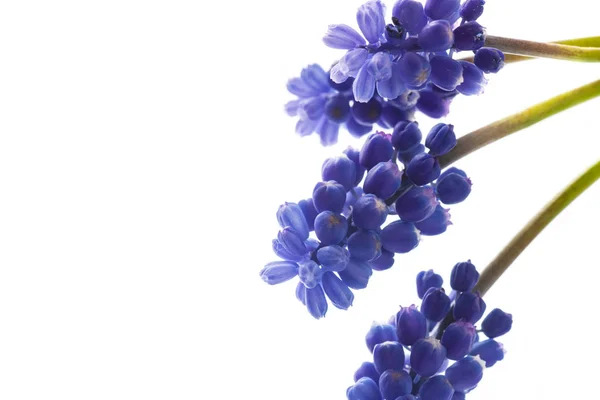 Belo buquê de flores da primavera — Fotografia de Stock