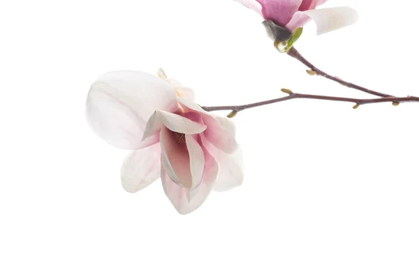 Mooie roze magnolia bloem — Stockfoto