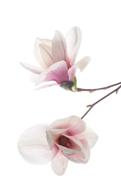 Gyönyörű rózsaszín magnólia virág — Stock Fotó