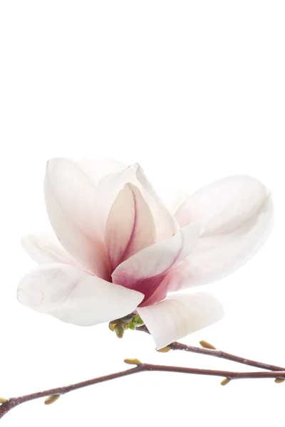 Όμορφη μανόλια ροζ λουλούδι — Φωτογραφία Αρχείου