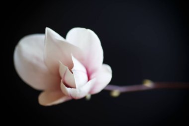 Güzel pembe Manolya çiçek