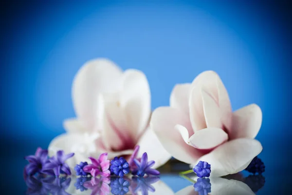 Conjunto de flores de primavera com magnólia — Fotografia de Stock