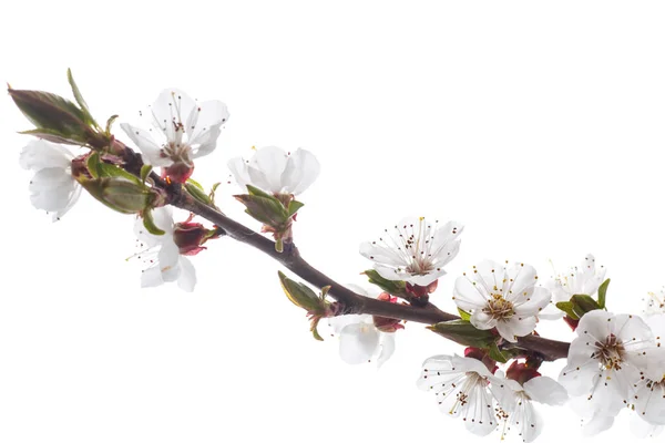 Branche de fleurs d'abricots de printemps — Photo