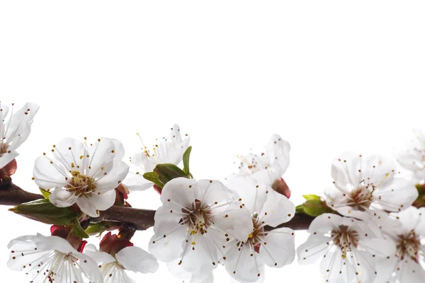 Zweig der blühenden Frühlingsaprikosen — Stockfoto