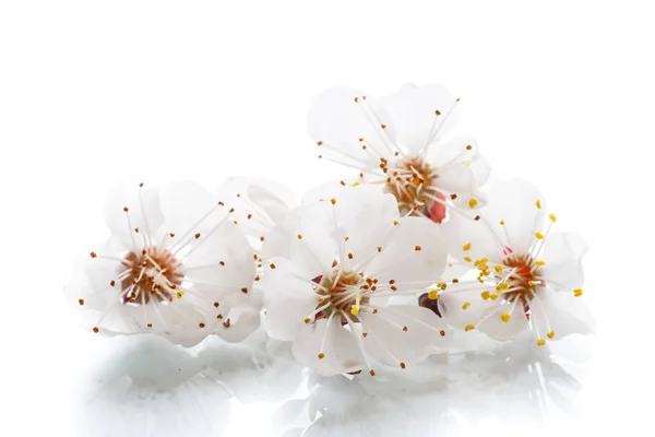 Branch of blooming spring apricots — Stock Photo, Image