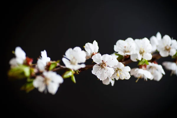 Ramo de damascos de primavera florescendo — Fotografia de Stock