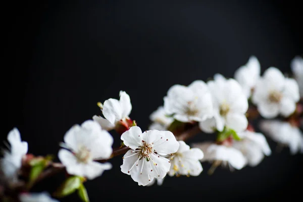 盛开的春杏树枝条 — 图库照片
