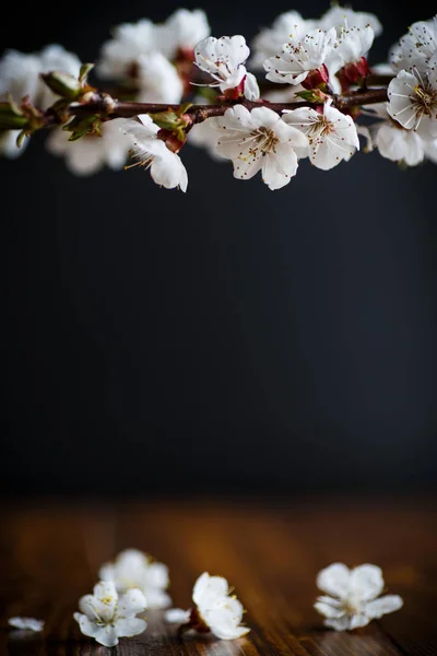 Ramo di fioritura albicocche primaverili — Foto Stock