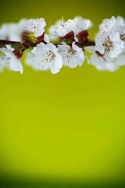Virágzó tavaszi kajszibarack ág — Stock Fotó