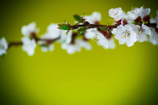 Větev kvetoucích jarních meruněk — Stock fotografie