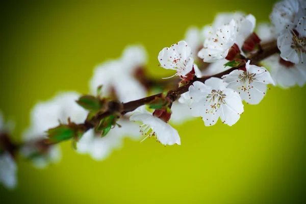 Branch of blooming spring apricots — Stock Photo, Image