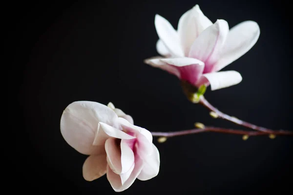 Bellissimo fiore di magnolia rosa — Foto Stock