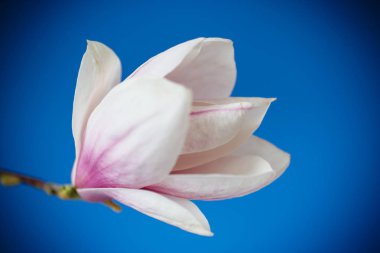 Güzel pembe Manolya çiçek