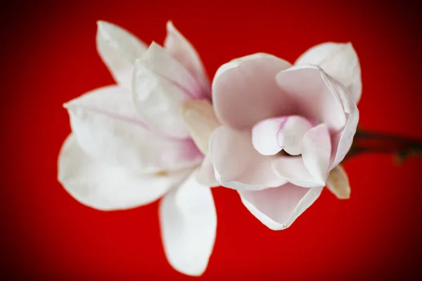 美しいピンクのマグノリアの花 — ストック写真
