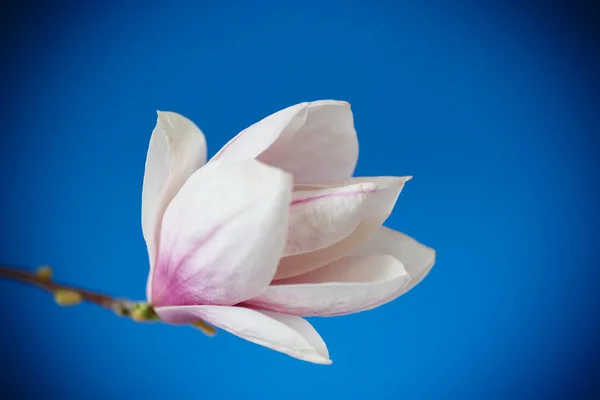 Linda flor de magnólia rosa — Fotografia de Stock