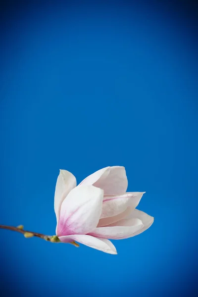 Belle fleur rose magnolia — Photo