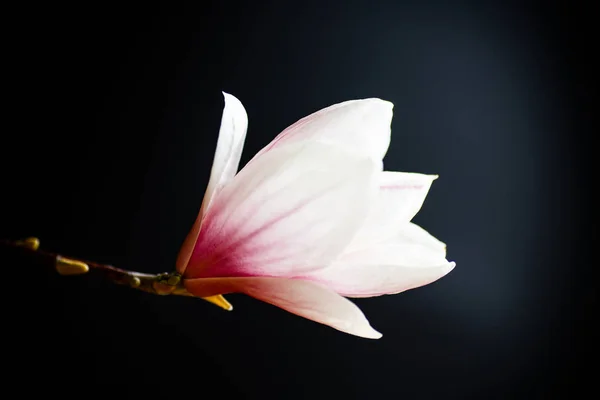 Hermosa flor de magnolia rosa — Foto de Stock