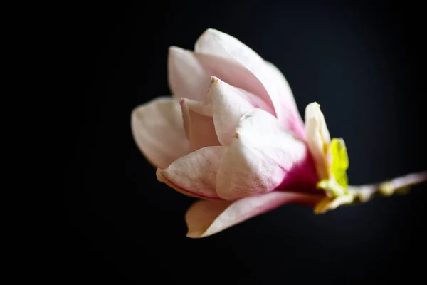 美丽的粉红色玉兰花 — 图库照片