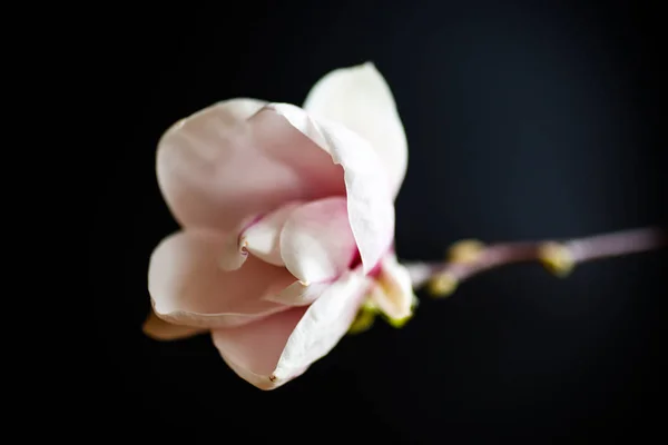 Hermosa flor de magnolia rosa —  Fotos de Stock