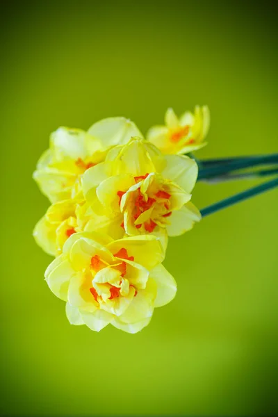 노란 수선화 꽃다발 — 스톡 사진