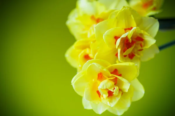 Buquê de narcisos amarelos — Fotografia de Stock