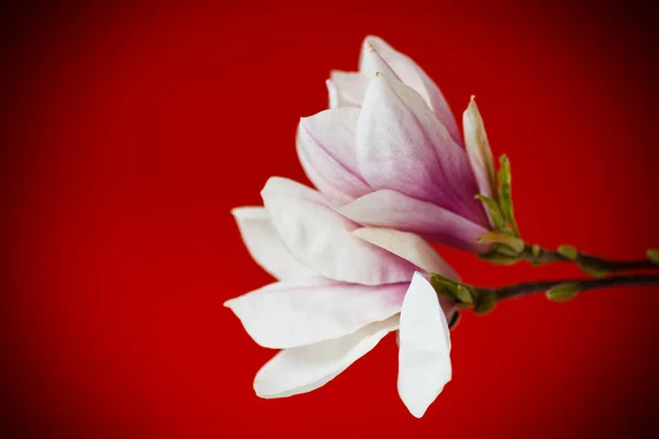 Όμορφη μανόλια ροζ λουλούδι Εικόνα Αρχείου