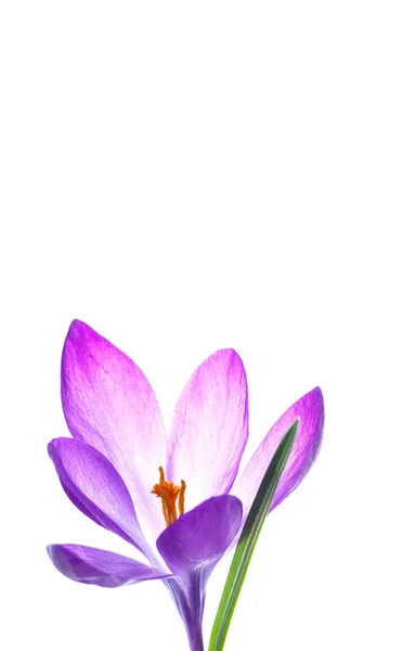 Mooie paarse crocus bloem — Stockfoto