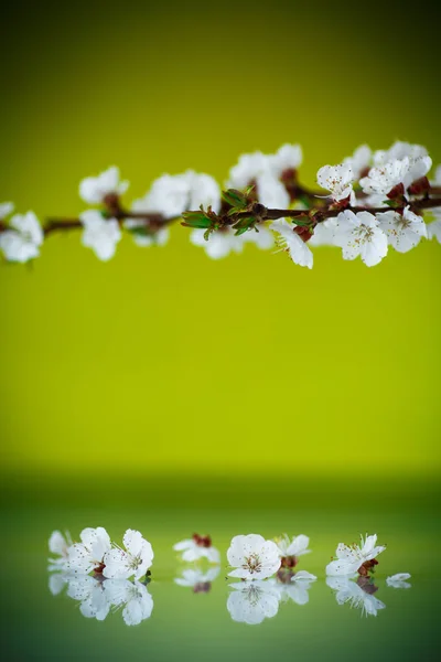 Branch of blooming spring apricots — Stock Photo, Image