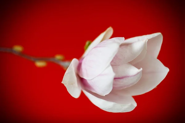 Linda flor de magnólia rosa — Fotografia de Stock