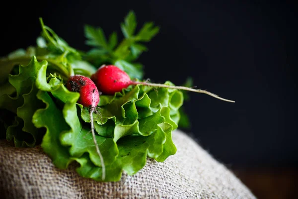 Frische Salatblätter mit Bio-Rettich und Kräutern — Stockfoto